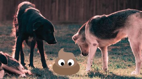 Conoce los mejores métodos naturales recomendados por especialistas para mantener el jardín libre de heces y orina de perro. PEXELS / G. Yetimova