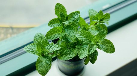 El combinar ciertas plantas puede ser efectivo para alejar las plagas de tu hogar. UNSPLASH / E. CHEN