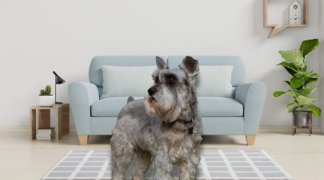 Elegir al compañero canino adecuado es importante para garantizar su bienestar, tu tranquilidad y la buena convivencia vecinal. ESPECIAL / CANVA