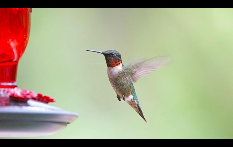 Si bien es hermoso tener colibríes en tu jardín, alimentarlos conlleva una gran responsabilidad. PIXABAY