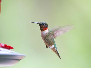 Si bien es hermoso tener colibríes en tu jardín, alimentarlos conlleva una gran responsabilidad. PIXABAY