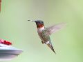 Si bien es hermoso tener colibríes en tu jardín, alimentarlos conlleva una gran responsabilidad. PIXABAY