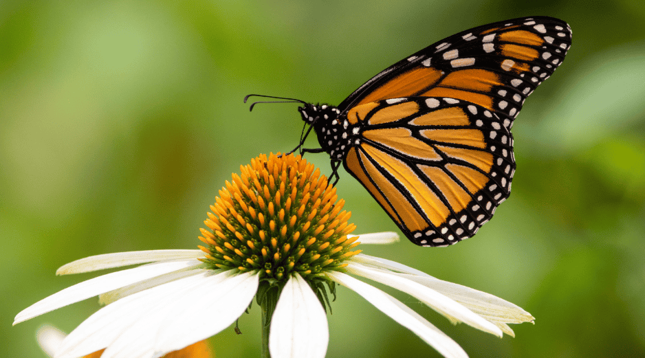 Las poblaciones de mariposas en EU disminuyeron un 22% entre los años 2000 y 2020.