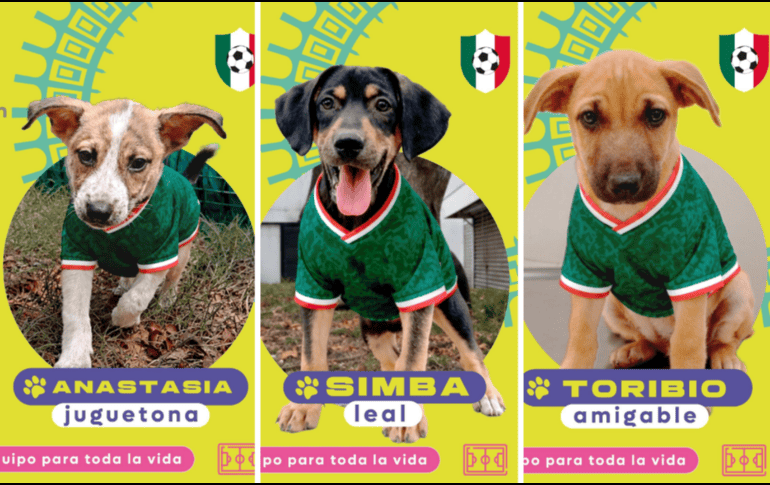 Puedes adoptar a los cachorritos: Anastasia, Simba y Toribio. CORTESÍA/ Protección Animal Zapopan