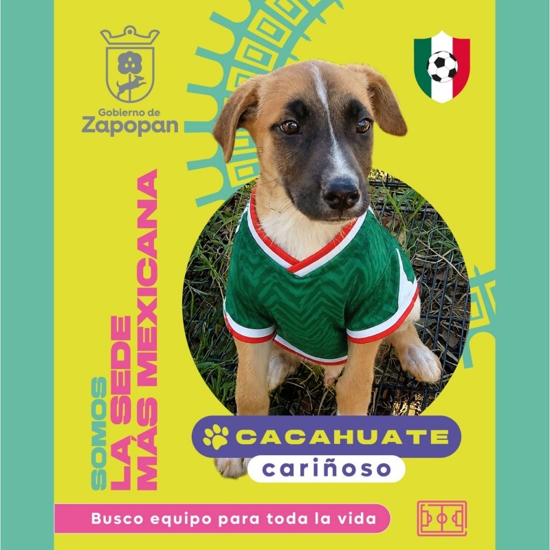 Puedes adoptar al cachorro Cacahuate. CORTESÍA/ Protección Animal Zapopan
