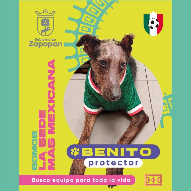 Puedes adoptar a Benito. CORTESÍA/ Protección Animal Zapopan