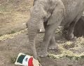 El animalito se robó los corazones de la fanaticada por su acertada decisión. ESPECIAL/africamsafaripuebla