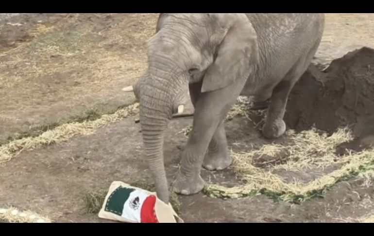 El animalito se robó los corazones de la fanaticada por su acertada decisión. ESPECIAL/africamsafaripuebla