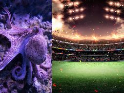Esta tendencia a dejarse guiar por predicciones no humanas recuerda al Mundial 2010 y el Pulpo Paul, que adivinaba resultados eligiendo entre dos peceras con comida, cada una de ellas con la bandera de uno de los equipos enfrentados. ESPECIAL / CANVA