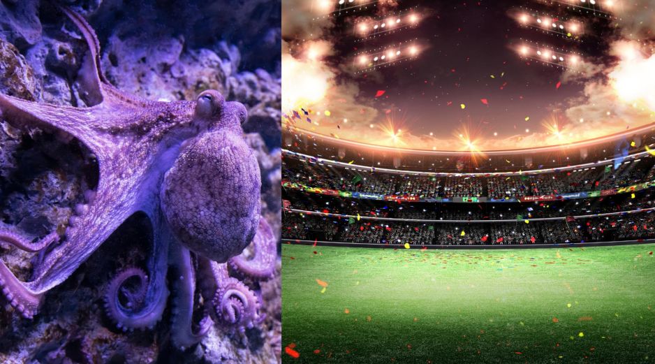 Esta tendencia a dejarse guiar por predicciones no humanas recuerda al Mundial 2010 y el Pulpo Paul, que adivinaba resultados eligiendo entre dos peceras con comida, cada una de ellas con la bandera de uno de los equipos enfrentados. ESPECIAL / CANVA