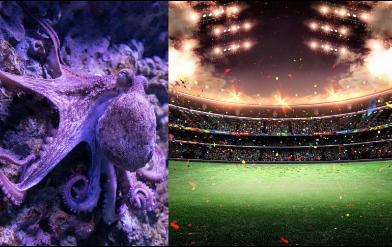 Esta tendencia a dejarse guiar por predicciones no humanas recuerda al Mundial 2010 y el Pulpo Paul, que adivinaba resultados eligiendo entre dos peceras con comida, cada una de ellas con la bandera de uno de los equipos enfrentados. ESPECIAL / CANVA