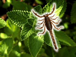 Los alacranes poseen un sistema sensorial sumamente sensible a los estímulos químicos y olfativos del entorno. ESPECIAL/Canva