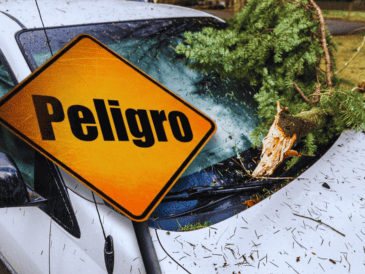 El arbolado urbano en ciudades densamente pavimentadas enfrenta condiciones extremas que alteran su desarrollo. ESPECIAL / CANVA