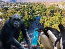 El Zoológico Guadalajara es una opción de entretenimiento accesible este junio en nuestra ciudad. ESPECIAL / EL INFORMADOR