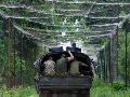 Una unidad de infantería viaja protegida por una malla, elemento clave para prevenir el ataque de drones con explosivos. EFE/M. Tymchenko