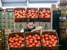 El jitomate fue uno de los productos agropecuarios que ayudó a contener la inflación en mayo. AFP