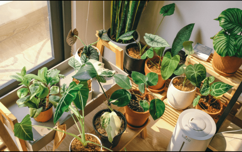 Si sientes el ambiente pesado en tu hogar, descubre cómo purificar tu espacio y proteger tu bienestar con estas especies botánicas. CANVA