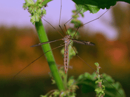 Incorporar plantas aromáticas al hogar puede aportar múltiples beneficios. CANVA