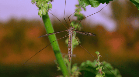 Incorporar plantas aromáticas al hogar puede aportar múltiples beneficios. CANVA