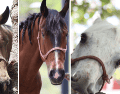 Generalmente los caballos de la Comisaría Tapatía son usados de acuerdo con las necesidades de la capital de Jalisco, en espacios recreativos y naturales como el Bosque Colomos o las barrancas de Huentitán y Oblatos. CORTESÍA/X/ @PoliciaGDL
