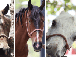 Generalmente los caballos de la Comisaría Tapatía son usados de acuerdo con las necesidades de la capital de Jalisco, en espacios recreativos y naturales como el Bosque Colomos o las barrancas de Huentitán y Oblatos. CORTESÍA/X/ @PoliciaGDL