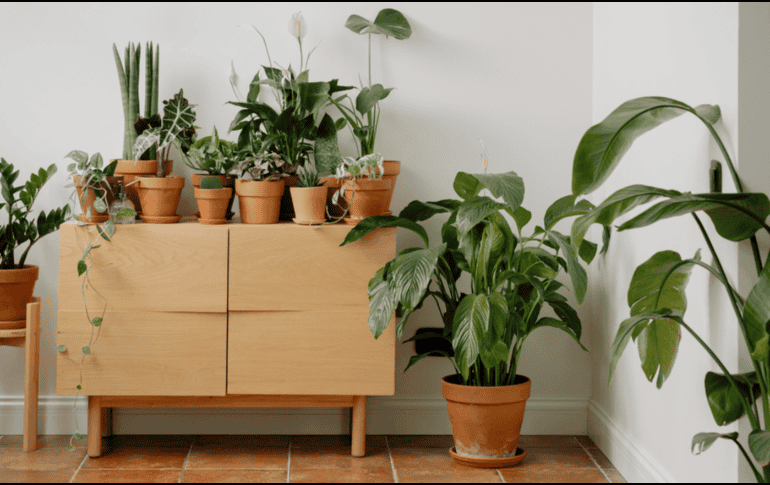La adopción de plantas de bajo consumo hídrico cobra mayor relevancia ante la crisis hídrica mundial, por lo que las personas optan por la elección de especies vegetales que requieran un riego mínimo para sobrevivir y mantener su belleza. CANVA