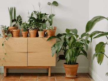 La adopción de plantas de bajo consumo hídrico cobra mayor relevancia ante la crisis hídrica mundial, por lo que las personas optan por la elección de especies vegetales que requieran un riego mínimo para sobrevivir y mantener su belleza. CANVA