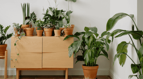 La adopción de plantas de bajo consumo hídrico cobra mayor relevancia ante la crisis hídrica mundial, por lo que las personas optan por la elección de especies vegetales que requieran un riego mínimo para sobrevivir y mantener su belleza. CANVA