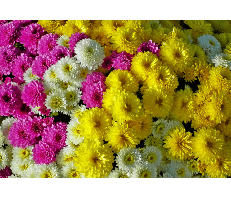  Los popularmente llamados crisantemos, son un género de alrededor de 30 especies de plantas perennes en la familia Asteraceae. CANVA