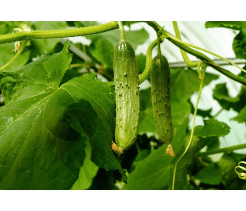 &nbsp;popularmente como el pepino, es una planta anual de la familia de las cucurbitáceas. CANVA