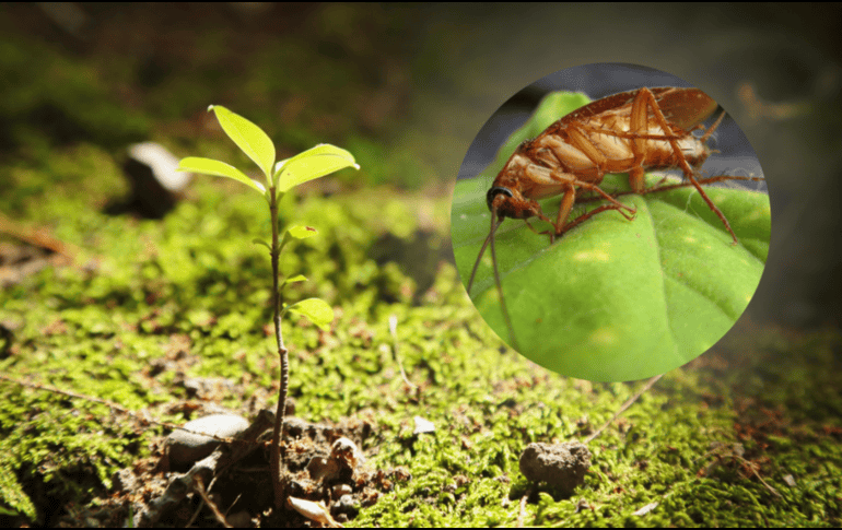 Las cucarachas buscan principalmente alimento, agua y refugio. CANVA