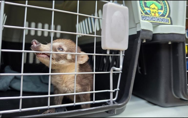 A su llegada, los oficiales detectaron una maleta con varios animales, la cual fue asegurada. CORTESÍA