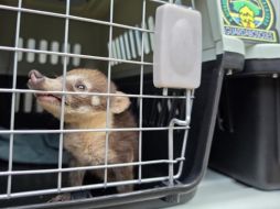 A su llegada, los oficiales detectaron una maleta con varios animales, la cual fue asegurada. CORTESÍA