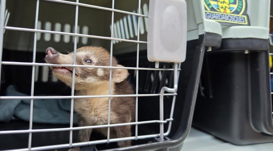 A su llegada, los oficiales detectaron una maleta con varios animales, la cual fue asegurada. CORTESÍA