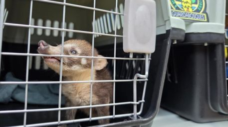 A su llegada, los oficiales detectaron una maleta con varios animales, la cual fue asegurada. CORTESÍA
