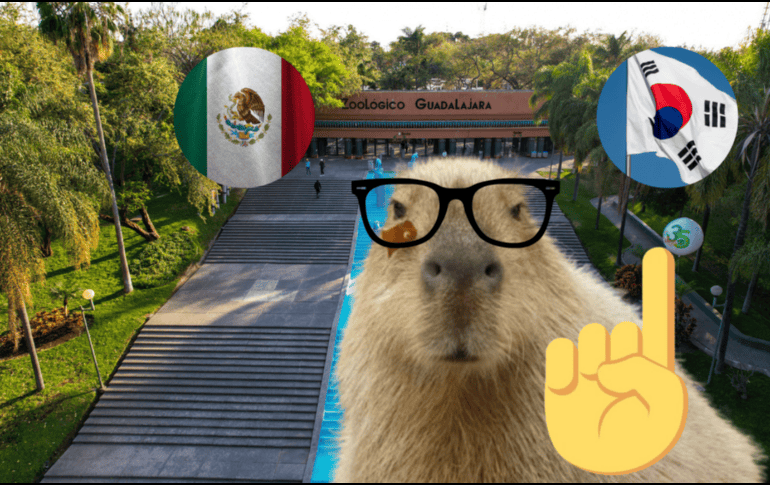 Los capibaras probaron el enriquecimiento de cada uno de los países. ESPECIAL/ EL INFORMADOR/ ARCHIVO/ Unsplash