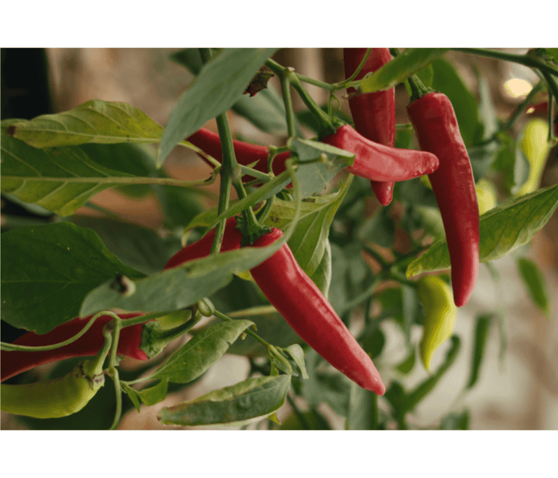 El pimiento de Cayena, también llamado simplemente cayena, es un tipo de Capsicum annuum. CANVA&nbsp;
