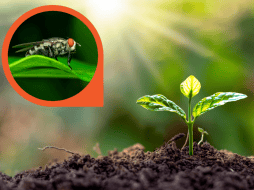 estas especies funcionan como un complemento natural que aprovecha mecanismos desarrollados por las propias plantas para defenderse. CANVA