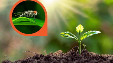 estas especies funcionan como un complemento natural que aprovecha mecanismos desarrollados por las propias plantas para defenderse. CANVA
