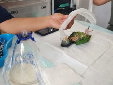 A pesar de lo grave de las quemaduras, el pequeño loro logró sobrevivir a las cirugías. ESPECIAL
