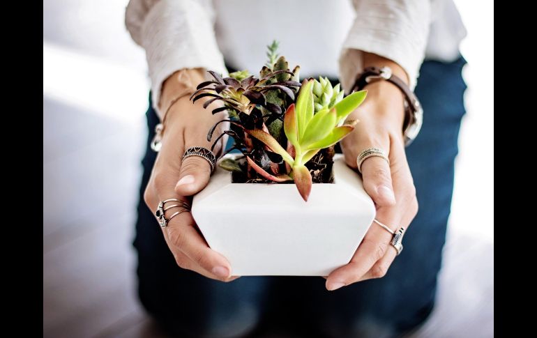 Si notas extrañas pelusas blancas en los tallos u hojas de tus plantas, estás ante una advertencia biológica urgente. ESPECIAL/PIXABAY
