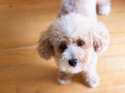 Existen razas de perros específicas cuyo pelaje tiene un ciclo de vida mucho más largo. UNSPLASH / C. CHAE