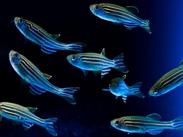 Los microexones son fragmentos extremadamente cortos de ADN que se empalman en los genes neuronales. EFE / J. Manuel
