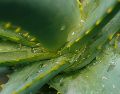 El aloe vera es excelente para filtrar el aire interior. UNSPLASH