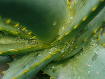 El aloe vera es excelente para filtrar el aire interior. UNSPLASH