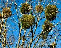 La forma más fácil de notarlo, dijo el experto, es identificar el follaje diferente al resto de la flora del árbol. UNSPLASH