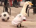 La designación de Merlín como embajador del Mundial en la CDMX generó un enorme entusiasmo; los aficionados se preguntan si el pato asistirá al próximo compromiso del Tri. SUN / ARCHIVO