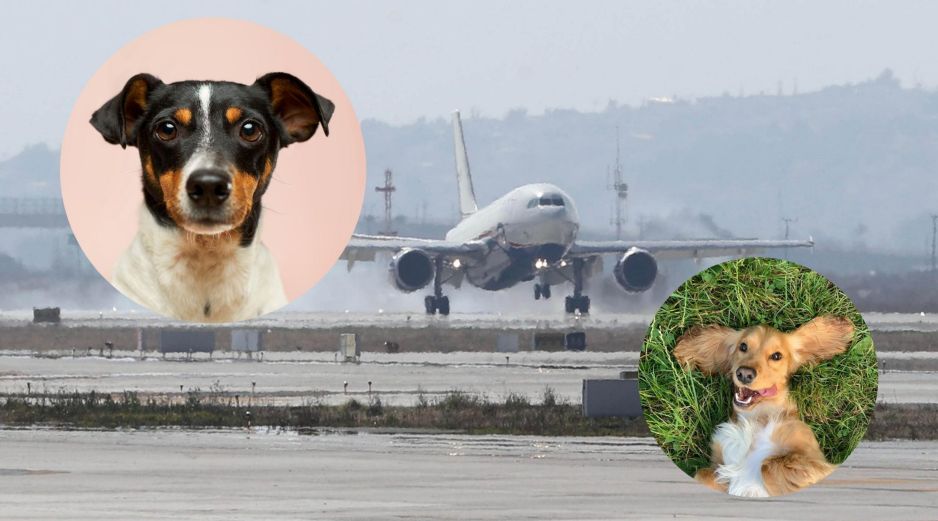 Los resultados positivos del equipo canino en el AIFA abrirían la posibilidad teórica de replicar el modelo en otros aeropuertos de la República Mexicana. SUN / ARCHIVO / UNSPLASH / R. Gal / V. G