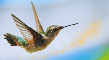 Algunas leyendas sugieren que cuando un colibrí se acerca a una persona, es porque esta necesita sanar y liberar energías negativas. ESPECIAL / CANVA