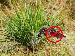Los mosquitos, especialmente el temido Aedes aegypti, localizan a sus víctimas a través del dióxido de carbono y el ácido láctico que emitimos. Sin embargo, ciertas plantas emiten aromas que enmascaran estos rastros humanos de forma natural. ESPECIAL / CANVA
